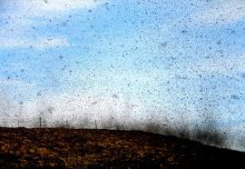 So what exactly are these little insects, and do they provide any benefits to nature or the area? 45 Facts About The Highland Midge News Lifesystems Germany