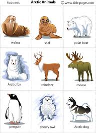 Arctic Animals Polar Animals Preschool Polar Animals Arctic Animals