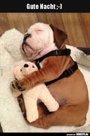 Herunterladen gute nacht videos für whatsapp kostenlos 210 Hunde Ideen In 2021 Hunde Lustige Tiere Lustige Tierbilder