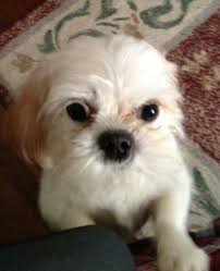 A perfect example of a luxury neighborhood with plenty of natural beauty at its fingertips, oak hill encompases over 160 acres of. Pin On Lost Found Pets In S C