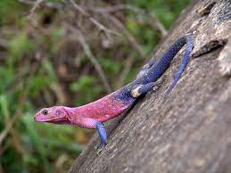 Agama in a sentence and translation of agama in english dictionary with audio pronunciation by dictionarist.com. Agamidae Wikipedia