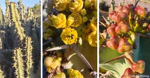 Image result for Aloe komatiensis