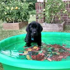 We produce the finest black, yellow, and chocolate labradors on the east coast. Newport Akc English Labrador Retrievers Home Facebook