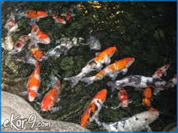 We did not find results for: Cara Merawat Ikan Koi Agar Berwarna Indah Dan Menarik Ekor9 Com Ekor9 Com