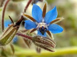 We've picked out our favourite sydney florists and flower shops that lovingly craft beautiful bunches of flowers, from sydney florists and flower shops. 5 Edible Flowers To Grow Cook Crop Swap Australia