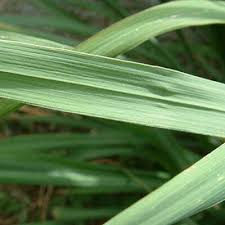 Image result for Cymbopogon nardus