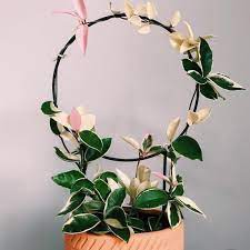 Hoya is an evergreen climber suitable for the conservatory. Hoya Carnosa Krimson Queen Wax Live Plant Indor Houseplant Etsy