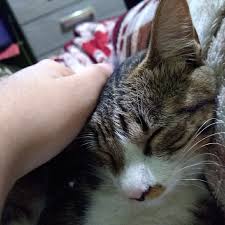 Ahmet Tan Adli Kullanicinin Kedi Dunyasi Panosundaki Pin Kedi