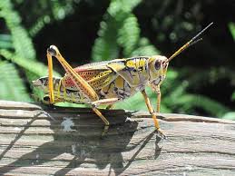 Linda chafin in the field guide to the rare plants of florida also lists the endangered florida spiny pod or m. Huge Grasshopper Locust Romalea Microptera Bugguide Net