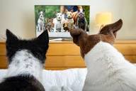 Would Your Dog Enjoy Dog TV? - Whole Dog Journal