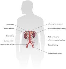 Damage to these arteries pos. Thoracic And Abdominal Arteries Course Hero