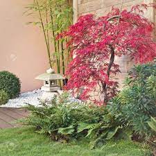 Great tree to purchase for resale or enhancing any yard. Red Japanese Maple Tree In A Zen Garden Stock Photo Picture And Royalty Free Image Image 32949002