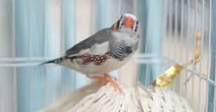 How to Keep Your Bird Warm This Winter | Pet Care Tips