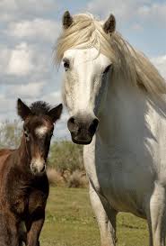 Black White And Brown Horses Beautiful White Horses Of Camargue France White Horses Horses Pretty Horses