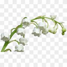 Envoyez une carte de muguet virtuel en ce 1er mai. Tubes 1er Mai Muguet Png Muguet Png Clipart 3528858 Pikpng