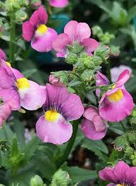 Image result for Nemesia fruticans