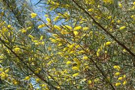Image result for Acacia montigena