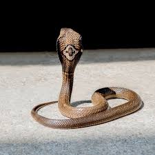 Monocled Cobra Khao Sok National Park King Cobra Snake King Cobra Cobra Tattoo