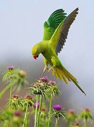 Caramba Que Estas Flores Pinchan Y No Me Puedo Posar En Ellas Beautiful Birds Pet Birds Parrots Bird Photo