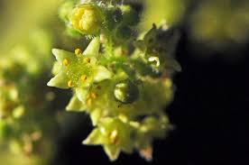 Image result for Searsia pyroides