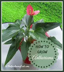 By choosing the right potting mix, and maintaining high humidity, you can propagate your own anthuriums from developing offsets. Flamingo Flower Anthurium Tropical Delight Great Indoor Plant