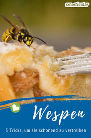 Bisher hat mich keine der wespen gestochen, die sich an der grundstücksgrenze ihr nest gebaut haben. Wespen Naturlich Fernhalten Effektiv Und Schonend Mit Diesen Tricks