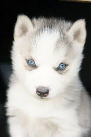 Huskies are known for their blue eyes and wolfish looks, this breed is most commonly associates for their pulling sled through siberian huskies are not only puppies with blue eyes, there are also many breeds of dogs having the blue eyes. White Husky Puppies With Blue Eyes Zoe Fans Blog Cute Animals Baby Animals Animals