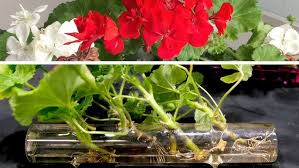 Image result for cuttings of geraniums