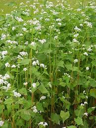 Image result for Fagopyrum snowdenii