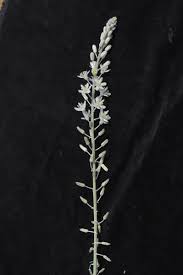 Image result for Drimia sanguinea