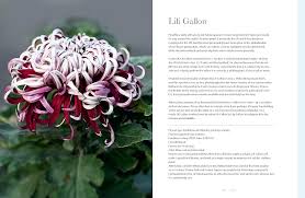 Image result for Sladeniaceae