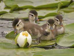 Most are offered as sexed juvenile pairs, however please read the description carefully to be sure that is offered with your. Pin On Winged Wildlife