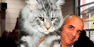 Tipuri de blăniță întâlnite la rase de pisici tigrate. Rasa De Pisici Maine Coon