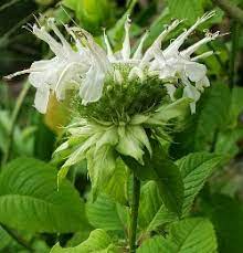 Blossoms reminiscent of fireworks in a variety of colors mean more than just pollinators enjoy the summertime display. Yellow Flowered Beebalm Wild Bergamot Rare Unusual Plants Almost Eden