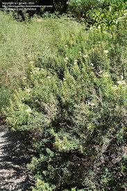 Image result for Barleria rotundifolia