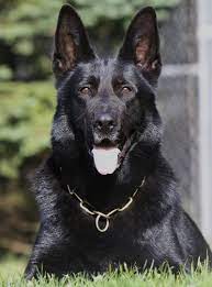 O Lexy Vom Steenflage Ad Bh Ipo1 Ipo2 Ipo3 Black German Shepherd Puppies Black German Shepherd Black German Shepard