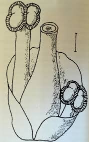 Image result for Stylochaeton borumensis