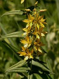 Image result for Lysimachia angustiloba