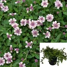 Image result for Lippia woodii