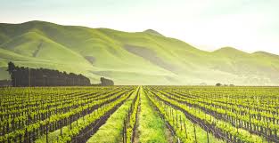 Pour les 50 ans de rebecca (rachel dratch), abby (amy poehler) organise un périple à napa avec leurs amies de toujours. Squeakcity Nibble Squeak Guide To Wine Country Napa