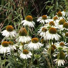 Coneflower Rhs Echinacea Purpurea Echinacea White Swan