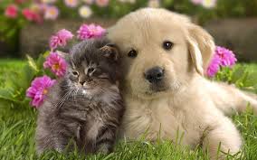 Stickers featuring millions of original designs created and sold by independent artists. Hd Wallpaper Cat And Dog Puppy Golden Retriever Puppy And Brown Tabby Kitten Wallpaper Flare