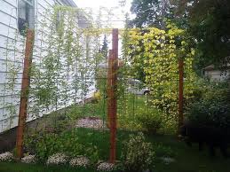 You can use the indeterminate tomatoes to be freshly cut in salads and use bush tomatoes for canning. How To Make A Tomato Trellis Diy Garden Tips