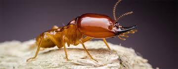 Call all in one, we get it done! Drywood Termites Hayat Al Jazeerah Pest Control