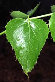 Image result for Steganotaenia