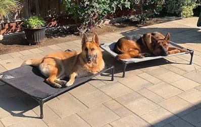 Elevated cots keep heavy dogs suspended safely above hard ground., AI generated