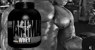 universal nutrition whey reviews