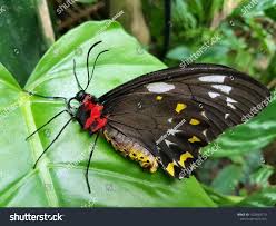 Butterfly Butterfly Garden Kuranda Australia Stock Photo