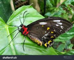 butterfly butterfly garden kuranda australia stock photo