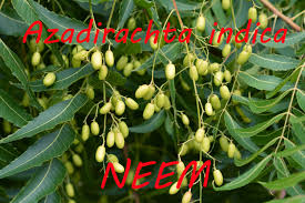 Semi di azadirachta indica fiori e foglie di azadirachta indica il nīm ( hindi : Neem Azadirachta Indica